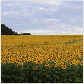 Poszterek 100x100 Napraforgó mező