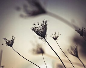 Poszter 50x40cm Püspöki fű sziluett, Assaf Frank