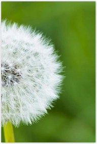 Poszterek 80x120 Pitypang Virág Virágok