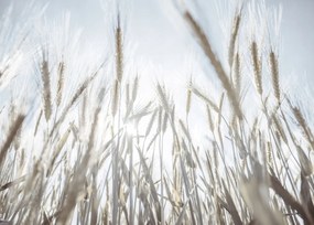 Poszter 70x50cm Napsugarak az árpán keresztül, Assaf Frank