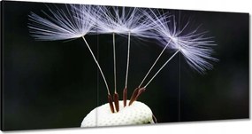 Vászonkép 120x60 Pitypang Virág Virágok