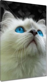 Vászonkép 80x120 Macskaszem