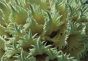 Flizelin fotótapéta Korall Paradicsom Anemonák és a tengeri világ 416x254 +ragasztó