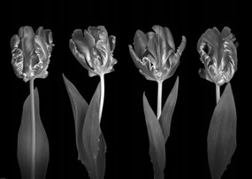 Poszter 84x59,5cm Rokokó tulipánok, Assaf Frank