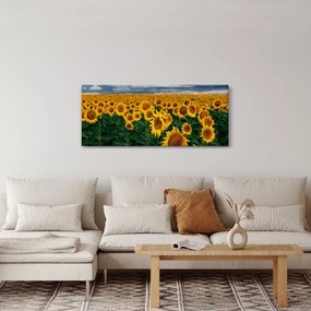 Napraforgó mező képe (120x50 cm)