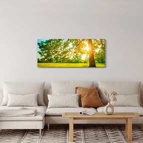 Kép - Sunny Forest (120x50 cm)
