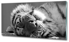 Üvegkép Alvó tigris osh-125000206