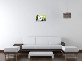 Gario Vászonkép Fehér orchidea és kövek Méret: 100 x 70 cm