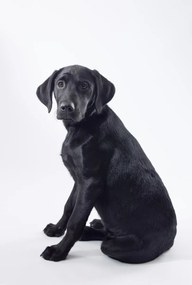 Poszter 61x90,5cm Fekete labrador fehér alapon 2, Assaf Frank
