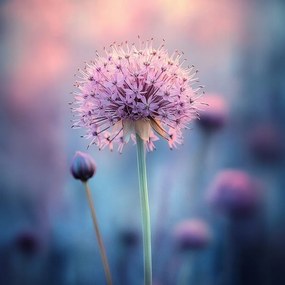 Vászonkép Canvas Rózsaszín Virág Fokhagyma Dekoratív Makró Pasztell 80x80