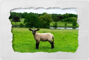 Poszterek 90x60 Juh legeltetés Bárányok Juhok