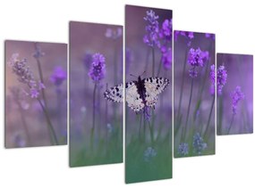 Kép - Pillangó a levendulán (150x105 cm)
