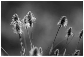 Kép - Bézs színű puha fű N⁰2 (90x60 cm)