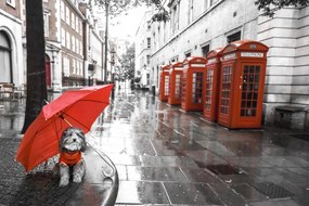 Poszter 60x40cm Kutya esernyővel a londoni utcán, Assaf Frank