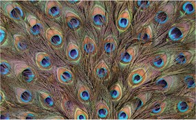 Fotótapéta flizelina Páva királyság Luxus és stílus Toll minta 350x250 +ragasztó