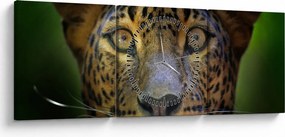 Kép - Leopárd portré, Sri Lanka (órával) (90x30 cm)