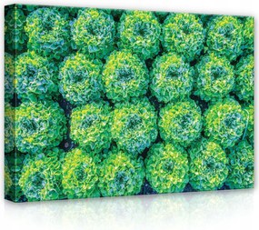 Vászonkép 70x50 Saláta zöld friss természet mező kert egészség minta textúra