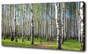 Vászon nyomtatás Nyírfa erdő oc-64516023