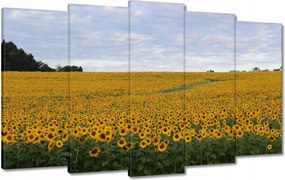 Festmények 100x60 Napraforgó mező