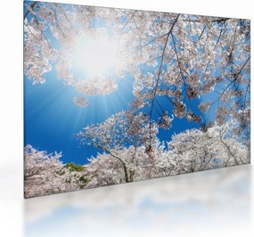 Kép - Cseresznyevirág (üvegen) (70x50 cm)