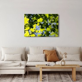 Kép - juhar levelek (90x60 cm)