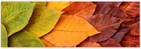 Fotótapéták 200x66 Őszi színes levelek Levelek az ősz színeiben