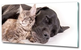 Üvegkép Macskák és kutyák osh-91792125