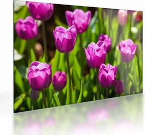 Tulipánok a réten képe (üvegen) (70x50 cm)