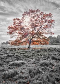 Poszter 39,5x55cm Egy fa az őszben, Assaf Frank