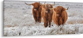 Kép - Skót tehenek (120x50 cm)
