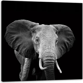 Vászonkép Szürke Nagy Elefánt fekete háttérrel 40X40 cm