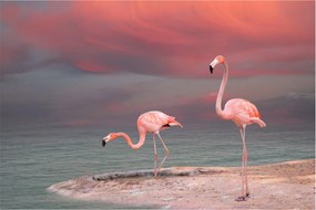 Flamingók képe (90x60 cm)