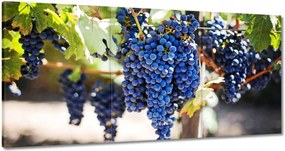 Vászonkép 120x60 Bor Szőlő Szőlőbirtok