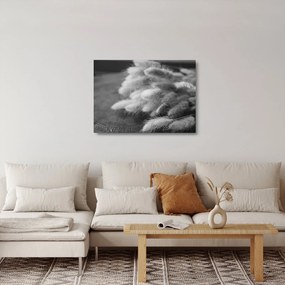 Üveg kép - nyúlfarknyi fű az asztalon (70x50 cm)
