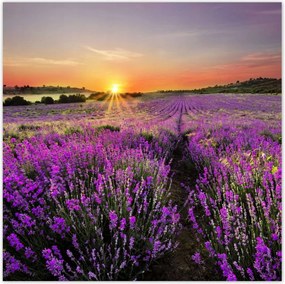 Poszterek 100x100 Levendula rét