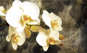 Fotótapéta flizelina Orchideák fehér, sötét háttér elegancia 250x175 +ragasztó