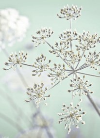 Poszter 20,5x28,4cm Tehénpetrezselyem virág, Assaf Frank