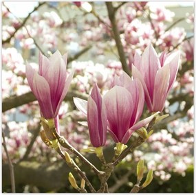 Poszterek 30x30 Magnólia