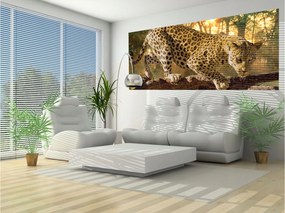 Leopárd a dzsungelben Napragadozó flizelin fotótapéta 250x104 +ragasztó