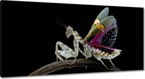 Vászonkép 115x55 Gyönyörű imádkozó sáska virág