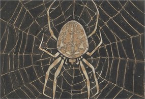 Fotótapéta Dekoratív Fali Tapéta Pókháló 152x104