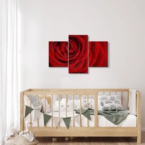Kép - részlet a rózsáról (90x60 cm)