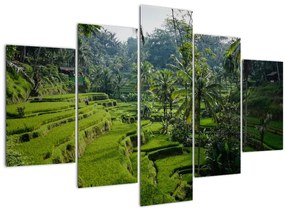 Kép a rizs teraszokról, Tegalalang, Bal (150x105 cm)