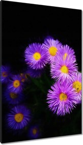 Vászonkép 80x120 Lila őszirózsa virágok