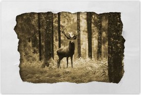 Poszterek 120x80 Szarvas a szépia erdőben