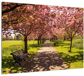 Kép - cseresznye ültetvény (üvegen) (70x50 cm)