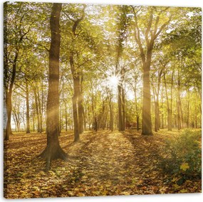 Vászonkép Nap a fák között az erdőben 80X80 cm Ideális ajándék