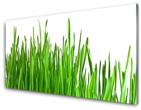 Akrilkép Grass Nature Plant 100x50 cm 2 fogas