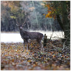 Poszterek 70x70 Szarvas az erdőben Erdő