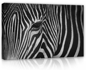Zebra, vászonkép, 60x40 cm méretben